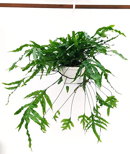 POWERS TO FLOWERS - FELCE, MICROSORUM DIVERSIFOLIUM BASKET, pianta vera