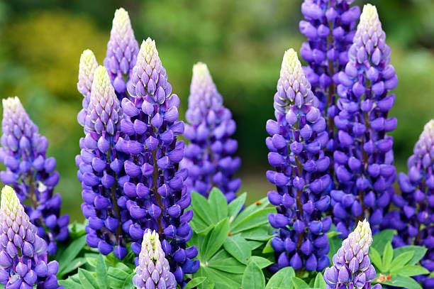 Image of Lupin Flower Seeds - Easy-to-Grow, Vibrant Blooming Perennials for Garden Borders, Pollinator-Friendly, Heirloom Seed Pack (Pack Of 30 Seed)
