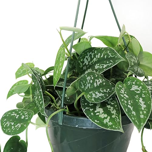 Image of American Plant Exchange Scindapsus Silvery Ann Pothos Hanging Basket, Large 8-Inch Pot, Live Vining Indoor Houseplant, Green and Silver Foliage