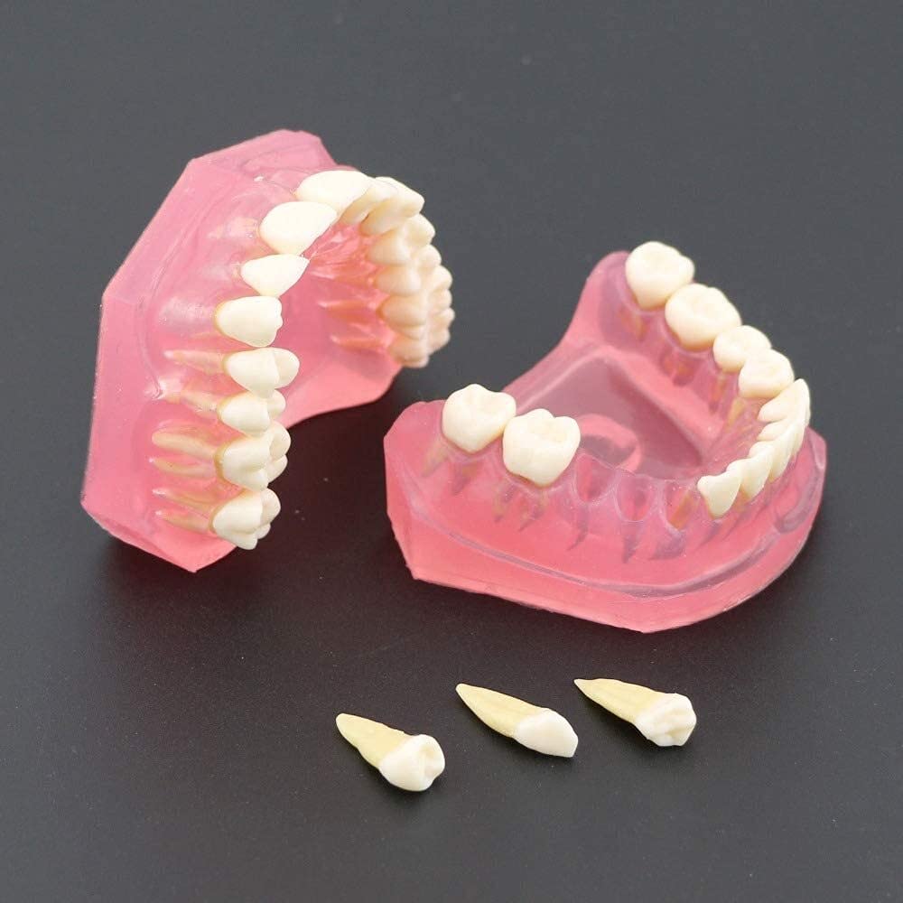 Modèle D'organe Dentaire Modèle Standard avec Dents Amovibles Étude Dentaire Modèle Anatomique