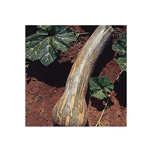 Sementes de Abóbora Rajada Seca Melhorada