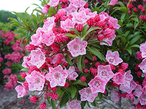 Live plant from Green Promise Farms Kalmia LAT. Tinkerbell (Mountain Laurel) Evergreen 2-Size Container Pink Flowers