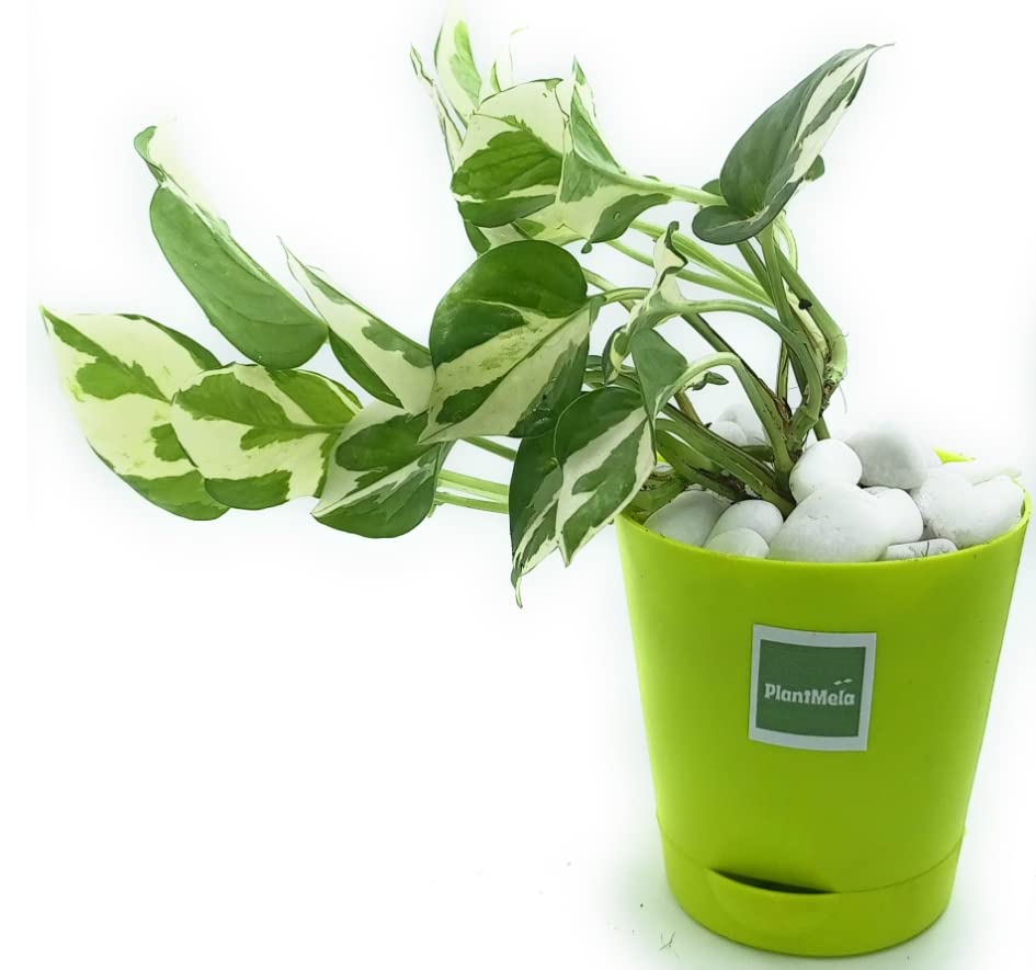 PlantMela Good Luck Money Plant Variegated with Self Watering Pot (Green) (B0BNJNQK94) Amazon Price History, Amazon Price Tracker