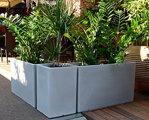 KENTIS - Mahonia x Charity - Piante Vere da Esterno Resistenti