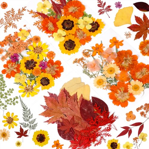 76 piezas flores secas prensadas para manualidades miniatura 1