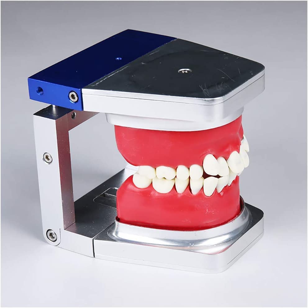 Modello Ortodontico - Modello Didattico per Lo Studio dei Denti Dentali - Modello Didattico per L'Odontoiatria Modello di Formazione Ortodontica - Attrezzatura