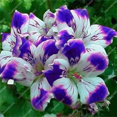 90 pcs/pack rare blue geranium seeds perennial rare flower seeds for indoor rooms flower elegant mixcolor : deep blue