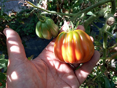 SEMI POMODORO CANESTRINO DI LUCCA
