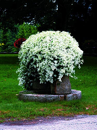 Clematis paniculata (Sweet Autumn Clematis) Perennial, white flowers, 8`` - Size Container Clematis paniculata (Sweet Autumn Clematis) Perennial, white flowers, 8`` - Size Container