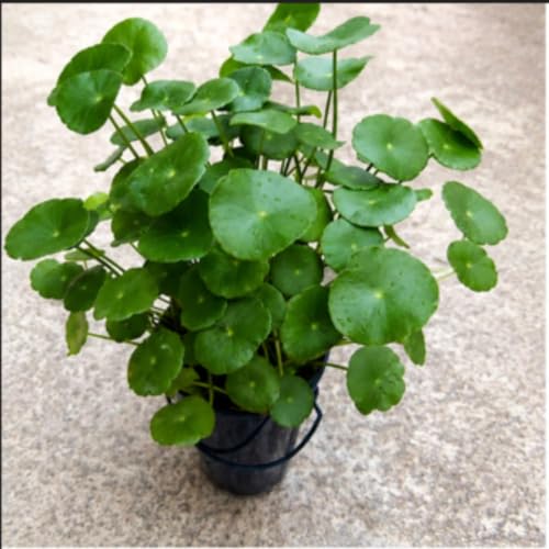Image of Lucky Coin Money Plant Live with Decorative Pot Feng Shui Good Luck Indoor Air Purifying Plant Vastu Plant for Home Office Desk Decor Pack of 1 With Pot