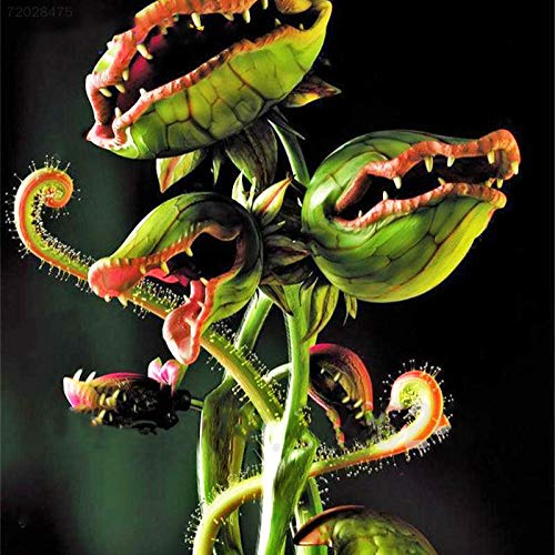 ScoutSeed 294E 87CD 4424 Yarda Plantas carnAvoras en maceta Semillas Pernamascas de flores de atrapamoscas Raras
