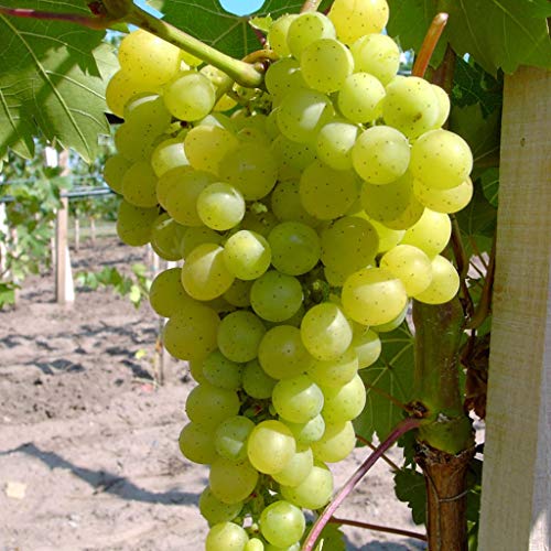 Millennium pilzfeste Weinrebe kernlose helle Traube 80-100 cm im 3,5 Liter Topf
