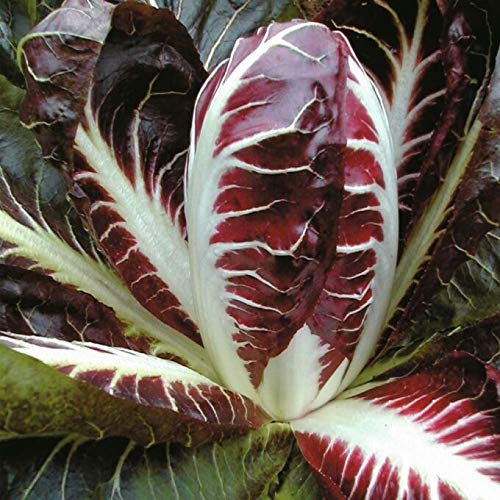 Graines de radicchio Red Trevisodeep Morceau savoureux et rouge brillant pour les salades