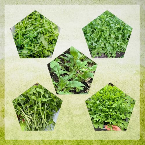 semi di rucola resistente - per giardino per esotiche all'esterno aiuole rialzate 420pcs