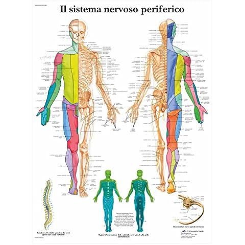 3B Scientific Lehrtaffel - Il sistema nervoso periferico - Italienisch Cover
