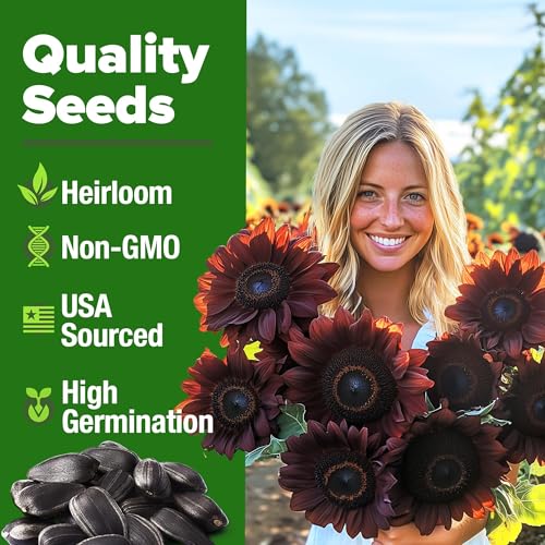 Image of HOME GROWN Chocolate Cherry Sunflower Seeds - 150 Heirloom Non-GMO Seeds - Burgundy Sunflowers for Planting - Tall Garden Flowers that Attract Pollinators & Butterflies (Helianthus annuus)