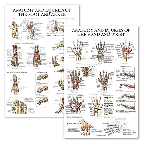 Anatomie et blessures de la main et du pied planches pour cabinet