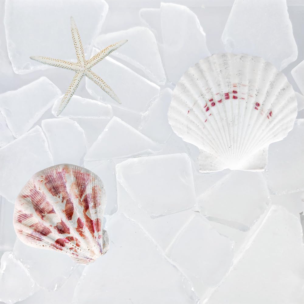 G&S Homedeko White Sea Glass 10Oz Bulk Mix With 2 Pieces Seashells - Genuine Beach Tumbled Glass Pieces For Crafts, Vase Filler, Coastal Home Decor, Diy Projects, Gift Filling