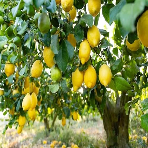100pcs Lemon Tree Seeds