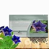 Outsidepride Blue Picotee Morning Glory Seeds...