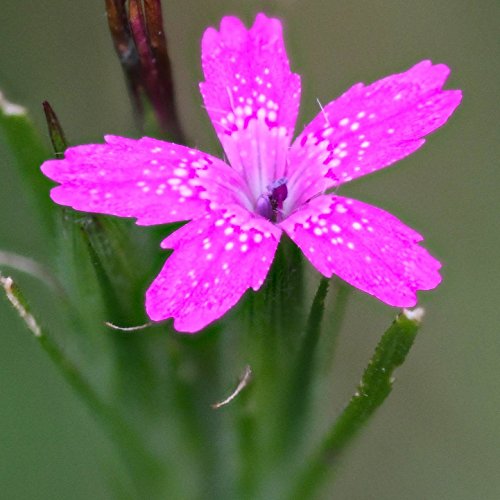 Deptford Pink Seeds (Dianthus armeria) 50+ Rare Pink Heirloom Wildflower Seeds in FROZEN SEED CAPSULES for The Gardener & Rare Seeds Collector, Plant Seeds Now or Save Seeds for Years