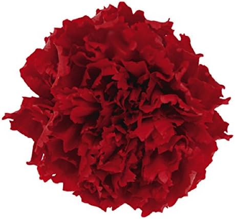 Verdisimo Mini Carnation, Fresh Green, 12 Wheels, Preserved Flowers