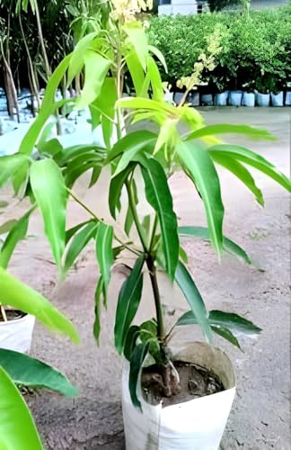 Image of Testy & Delicious Frash ''Katimoni Mango Fruit'' Tree Grafted Plant || For Home Garden Outdoor & Indoor plant.