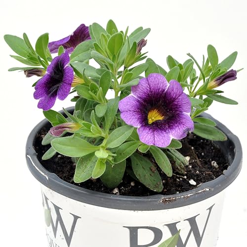 Superbells Grape Punch Calibrachoa Million Bells Flowering Annual Great Flower-Covered Container Plant in the Deepest Purple Cnt Sz: 4.5
