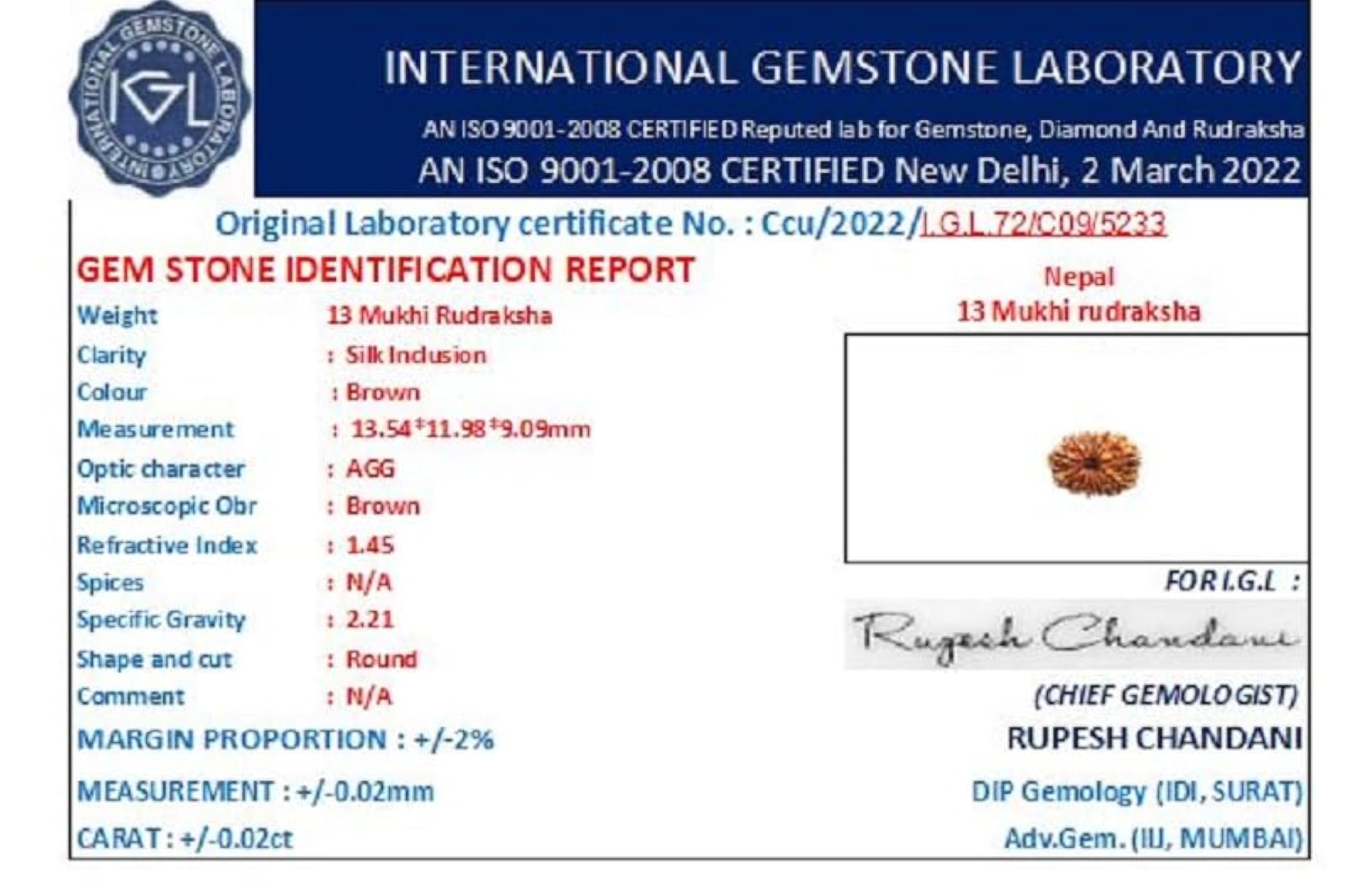 13 Mukhi Rudraksha Original Certified by IGL, Natural Brown