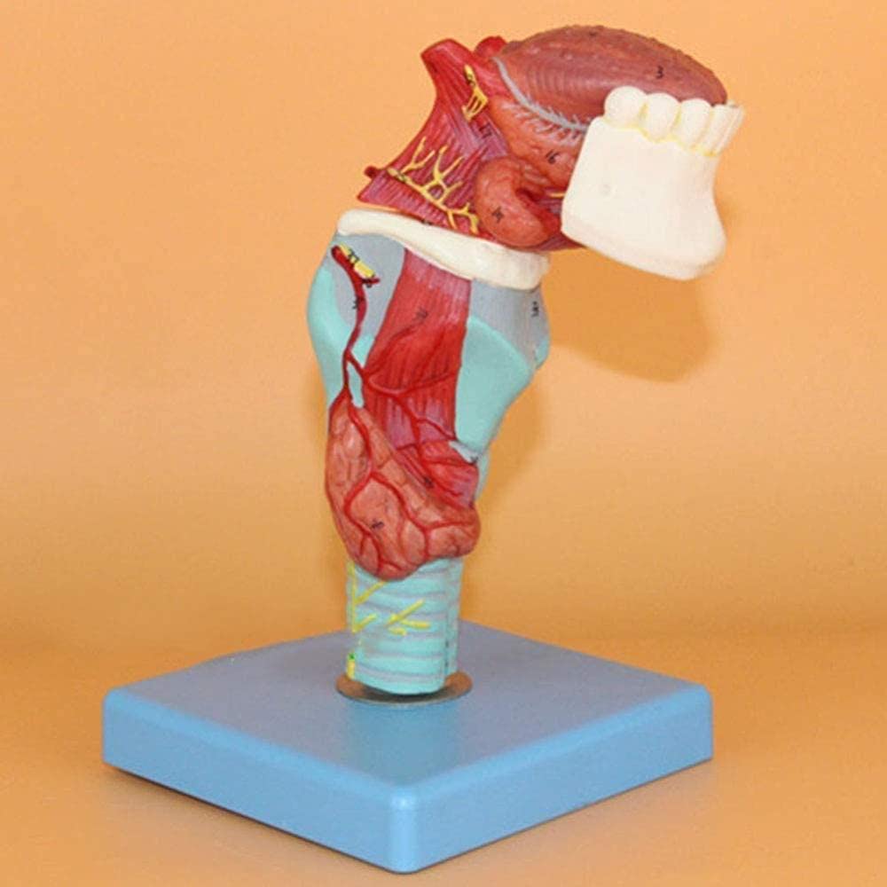 Modèle de stomatologie et de gorge humaine détachable en 5 parties à taille réelle