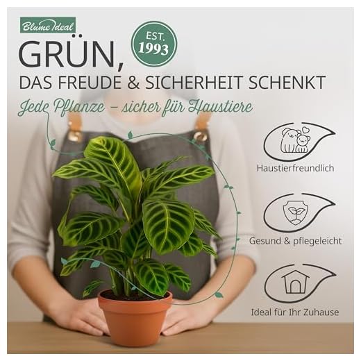 5er-Pflanzen-Set “Tierfreund”, +/- 30-60cm, ø 12-15cm Topf, Bergpalme, Glückskastanie, Bananenpflanze, Korbmarante, Goldfruchtpalme, Ungiftig & Tierfreundlich, Qualität vom Pflanzen Profi
