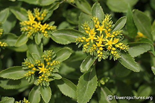 Amazon.com : Sedum Aizoon Seeds, Stonecrop (Phedimus), beautiful