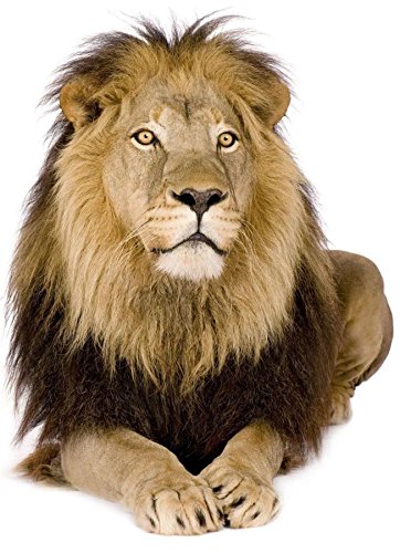 Akachafactory sticker auto motorfiets deco dieren leeuw jungle kinderen