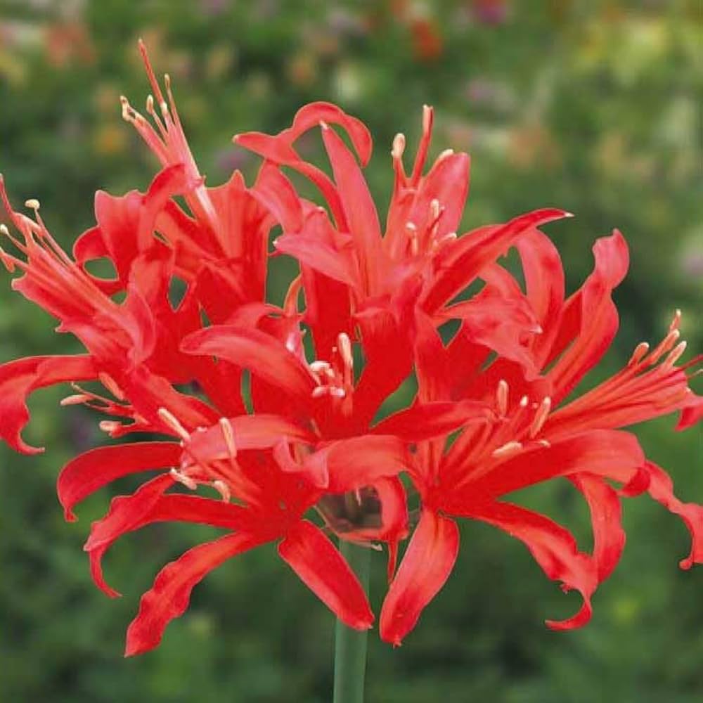 Amazon.co.jp: ネリネ サルニエンシス オレンジ 球根 1球 ダイヤモンド Amazon.co.jp: ネリネ サルニエンシス オレンジ 球根 1球 ダイヤモンド