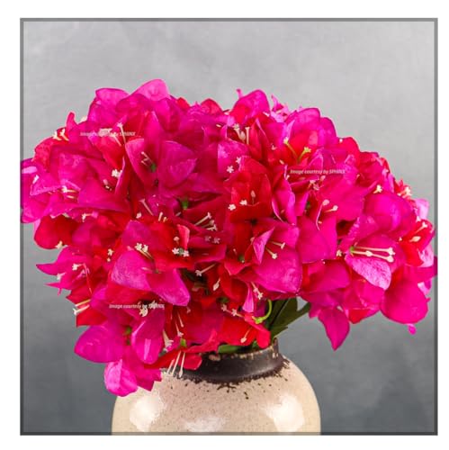 Image of SPHINX Artificial Bougainvillea 5 Heads Bunch Without Vase for Home Decor,Centerpieces, Christmas Decorations, Welcome Reception, Dinner Table decor Approx Height 50 cms- (1 Piece, Pink)