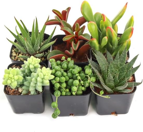 Mountain Crest Gardens Easy Indoor Succulent Variety Pack - 12 Live Plants, All Different Varieties, Rooted in 2 Inch Pots - Low Light Succulents for Home Decor, Desks, Windowsills & DIY Arrangements