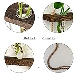 Zoom IMG-2 xxxflower stazione di propagazione da Zoom IMG-2 xxxflower stazione di propagazione da