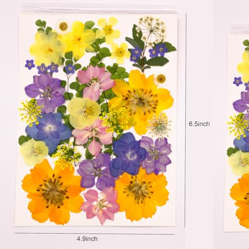 Flores secas prensadas naturales para manualidades x34 miniatura 6