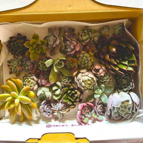  A Zbg 񂹐Ap  ϗtA  Jbgc c A t} ؍c