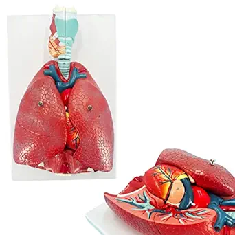 Veipho Human Lung Model, Respiratory System Model & Lung Model with 51 Parts Indication Signs, 7 Removable Parts Life Size Lung Anatomical Model, Includes Heart and Detachable Larynx & Base and Chart