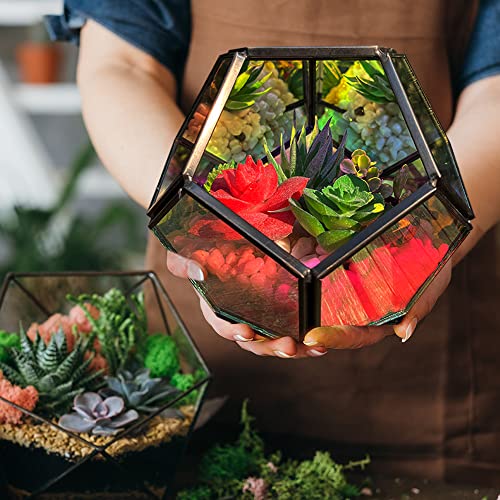 Horom Colorful Glass Geometric Plant Terrariums - Pentagon Planter For Succulent, Moss, Fern And Air Plants - Plant Pots, Miniature Fairy Garden Container - Home Tabletop Plant Decor #TOP5