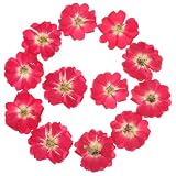 EPIGEIST 12 Piezas de Rosas Secas Prensadas para Adornos y Manualidades DIY, Color Rojo, Ideales para Diseño en Uñas y Uso Diario