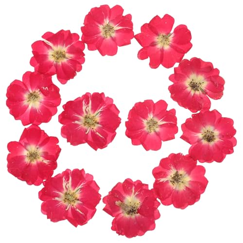 12pcs flores secas prensadas naturales para manualidades