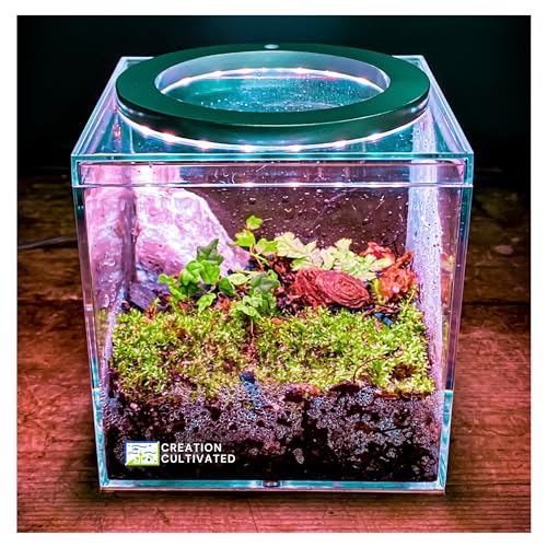 Creation Cultivated Tiny Terrarium