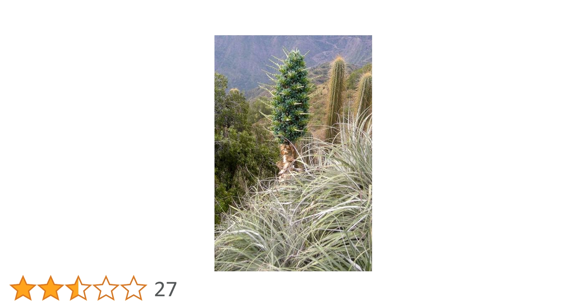 Amazon.co.jp: 【種子】Puya Berteroniana◇プヤ