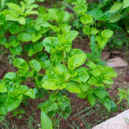 crescione comprare semi di invernali, crescione biologici rare, 25pcs