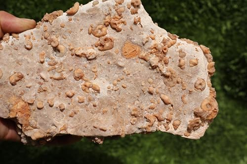 Image of Ammonites & Gastropods Plate Cretaceous Fossils Fossils from Morocco Fossil Rock ammonites Fossil from Morocco A207