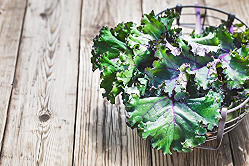 Greens Seeds Collection, 2500+ Seeds, 9 Heirloom Varieties, Arugula, Beet, Upland Cress, Vates Collard, Red Russian Kale, Crisphead Lettuce, Parris Island Lettuce, Tatsoi Mustard, Viroflay Spinach - Image 5