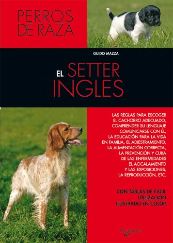 El setter inglés (Animales)