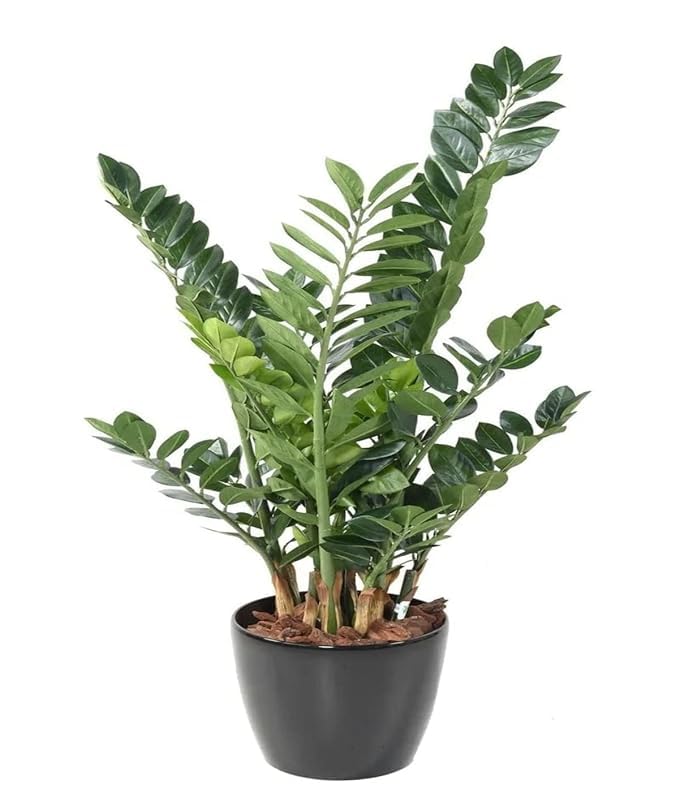 See full amazon price history chart for Greenursery Live ZZ Plant Indoor Zamia Zamioculas Zamiifolia Plant For Living Room Balcony Home And Office Decoration Decor Live Plant with Beautiful Color Pots (ZZ Indoor Plant Black) Greenursery Live ZZ Plant Indoor Zamia Zamioculas Zamiifolia Plant For Living Room Balcony Home And Office Decoration Decor Live Plant with Beautiful Color Pots (ZZ Indoor Plant Black) (B0D3BCCXW9) Amazon Price History, Amazon Price Tracker